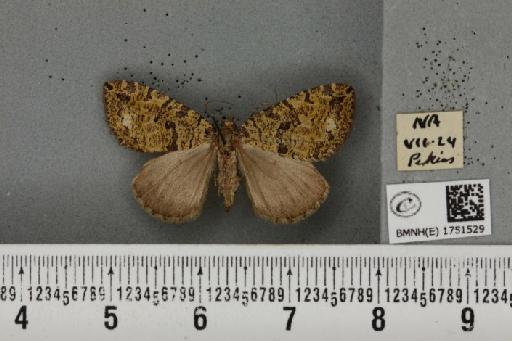 Hydriomena furcata (Thunberg, 1784) - BMNHE_1751529_328445