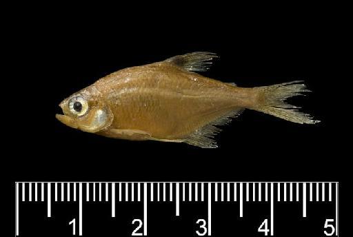 Hyphessobrycon compressus (Meek, 1904) - Hemigrammus compressus SYNTYPE b