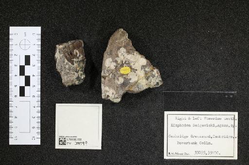 Edaphodon sedgwicki infraphylum Gnathostomata Agassiz, 1843 - 010039703_L010040985