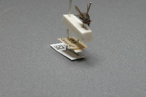 Sarcophaga (Myorhina) nigriventris Meigen, 1826 - 015091846_additional_4