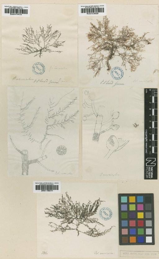 Herposiphonia versicolor (Hook.f. & Harv.) Reinbold - BM001039238