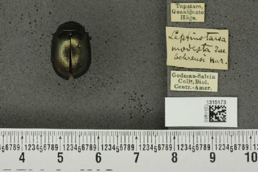 Leptinotarsa behrensi Harold, 1877 - BMNHE_1315173_14862