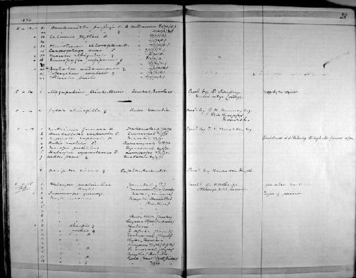 Nectarinia famosa major - Zoology Accessions Register: Aves (Skins): 1874 -1880: page 28