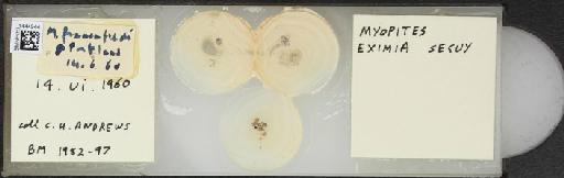 Myopites eximius Seguy, 1932 - BMNHE_1444944_59862