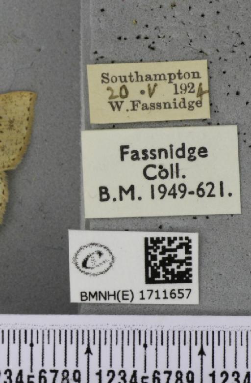 Cyclophora porata (Linnaeus, 1767) - BMNHE_1711657_label_275788