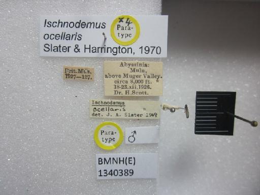 Ischnodemus ocellaris Slater & Harrington, 1970 - Ischnodemus ocellaris-BMNH(E)1340389-Paratype male dorsal & labels