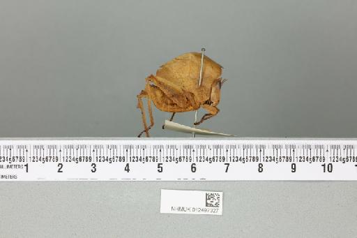 Xiphicera gallinacea (Fabricius, 1793) - 012497327_reverse