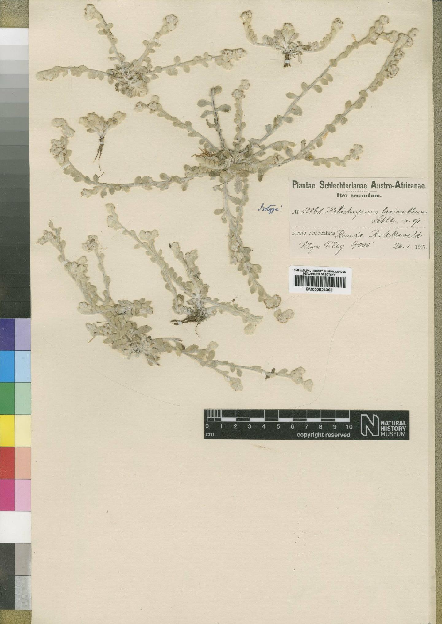 To NHMUK collection (Helichrysum lasianthum Schltr. & Moeser; Isotype; NHMUK:ecatalogue:4529093)