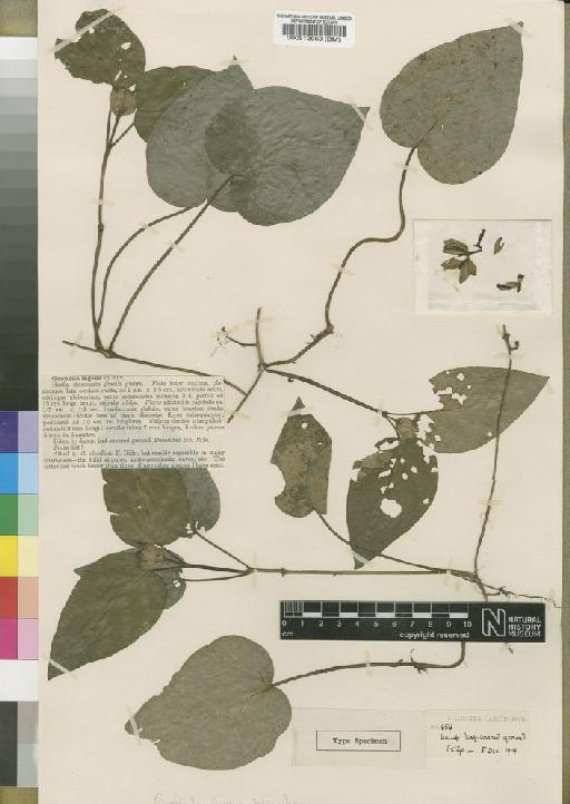 Geophila ingens Wernham - BM000512959