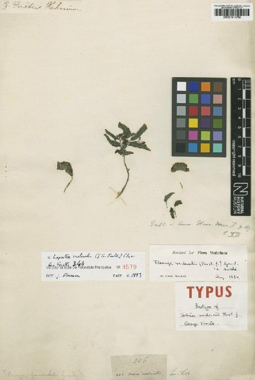 Laportea ruderalis (G.Forst.) Chew - BM001014756