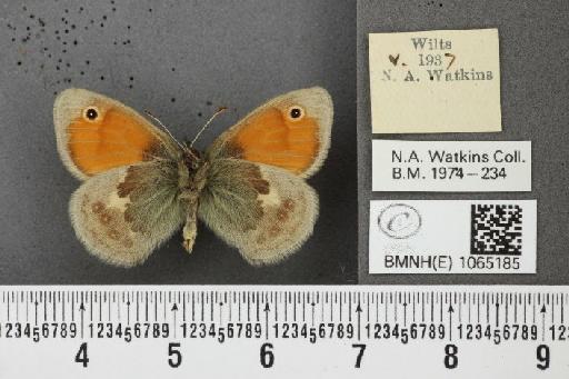 Coenonympha pamphilus (Linnaeus, 1758) - BMNHE_1065185_26464