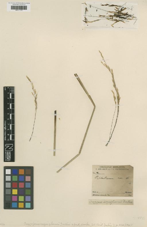 Oryzopsis aequiglumis Duthie ex Hook.f. - BM001217078