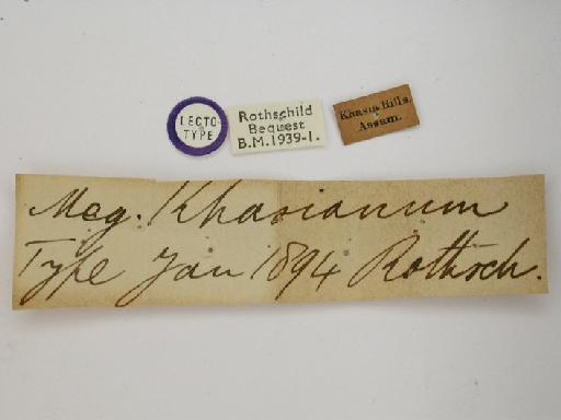 Meganotum khasianum Rothschild, 1894 - Dolbina khasianum Rothschild 1894 BMNH(E) 986577 labels