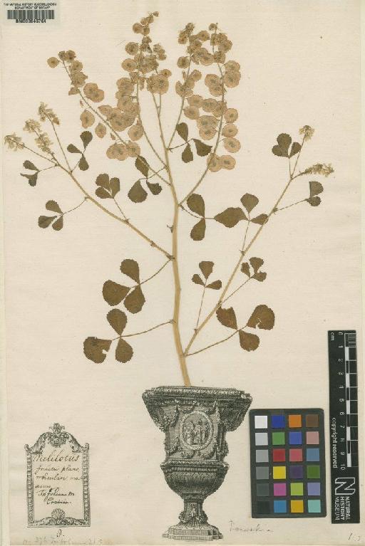 Trifolium officinale L. - BM000646764