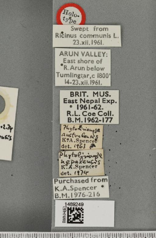 Phytoliriomyza nepalensis Spencer, 1977 - BMNHE_1489249_label_52780