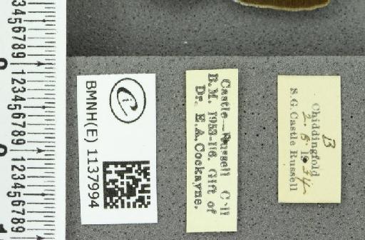 Thecla betulae ab. unicolor Tutt, 1907 - BMNHE_1137994_label_95150