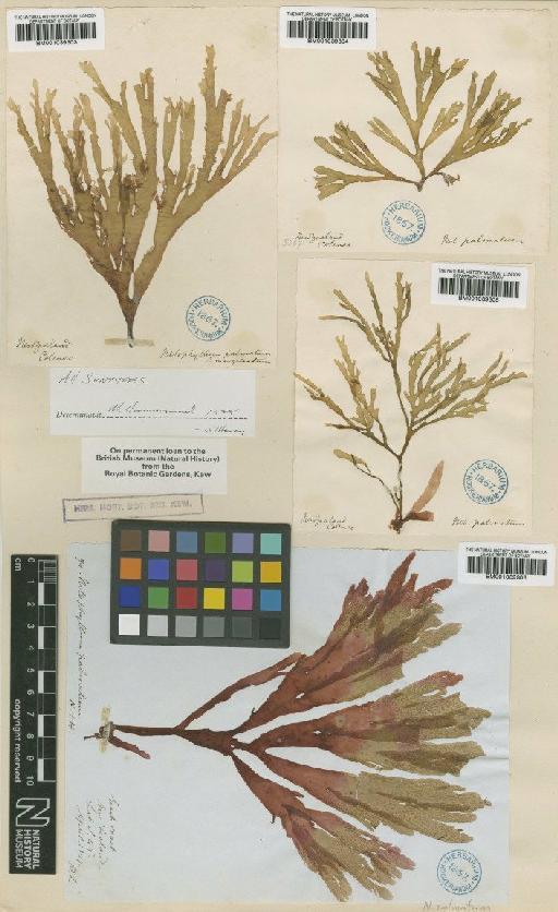 Hymenena palmata (Harv.) Kylin - BM001039304