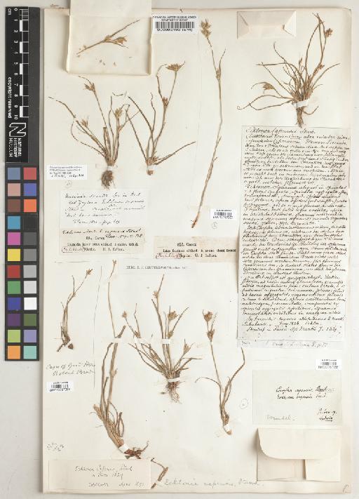 Trianoptiles capensis (Steud.) Harv. - BM000092192a