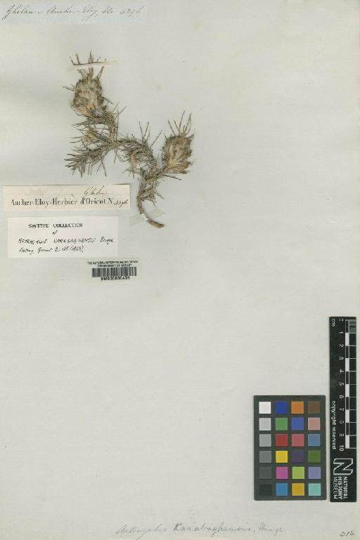 Astragalus divaricatus Bunge - BM000630431