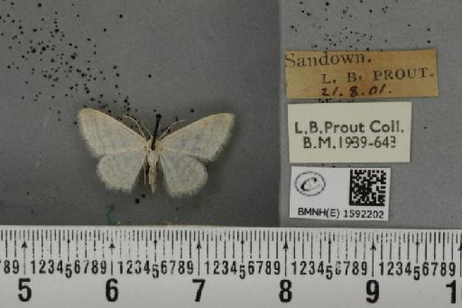Idaea subsericeata ab. pingeudinata Zeller, 1847 - BMNHE_1592202_263580