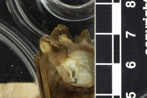 Rhinolophus arcuatus proconsulis Hill, 1959 - 1959_12-Rhinolophus_arcuatus_proconsulis-Holotype-Noseleaf-lateral