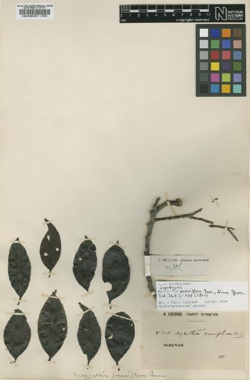 Mezzettia parviflora Becc. - BM000546401