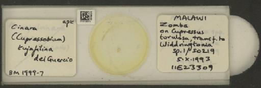 Cinara (Cupressobium) tujafilinus Del Guercio, 1909 - 010129914_112974_1093875