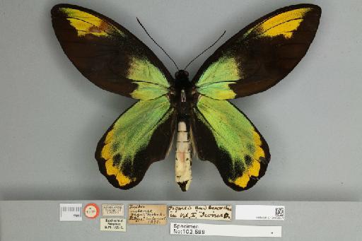 Ornithoptera victoriae regis Rothschild, 1895 - 013602531__