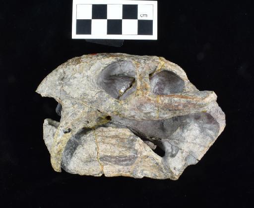 Diictodon feliceps (Owen, 1876) - NHMUK PV OR 47052 (1)