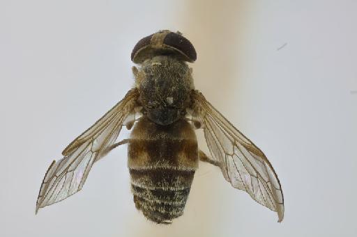 Atylotus deminutus Oldroyd, 1957 - NHMUK013268524_BMNHE253566_Atylotus_deminutus_HT_wholebody_dorsal.jpg