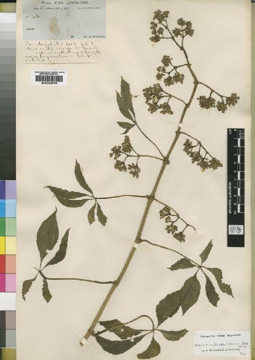 Cissus aralioides (Welw. ex Baker) Planch. - BM000843775