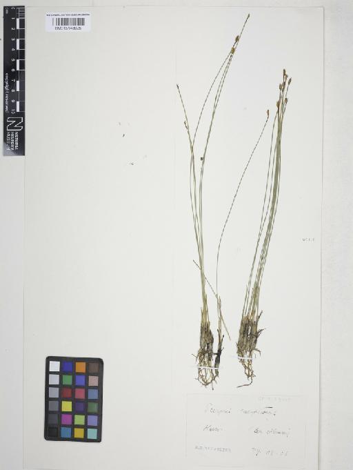Trichophorum germanicum Palla - 015148026