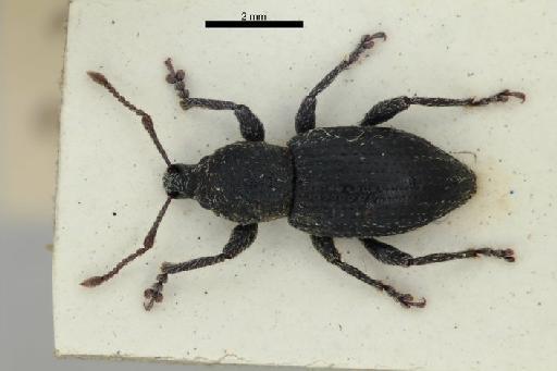 Haplobus granulatus Broun, 1914 - Haplobus_granulatus_Broun_1914-BMNH1237389-holotype_habitus_dorsal-1p25x