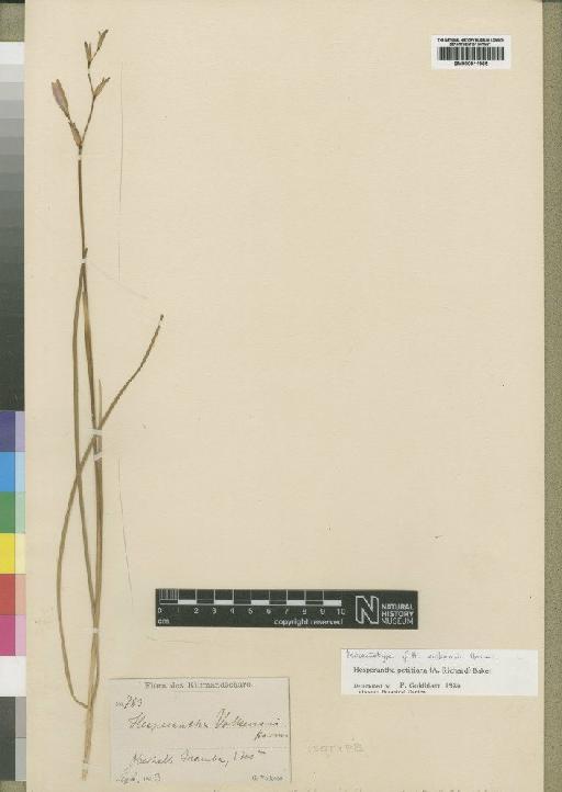 Hesperantha petitiana (A.Rich.) Baker - BM000911965