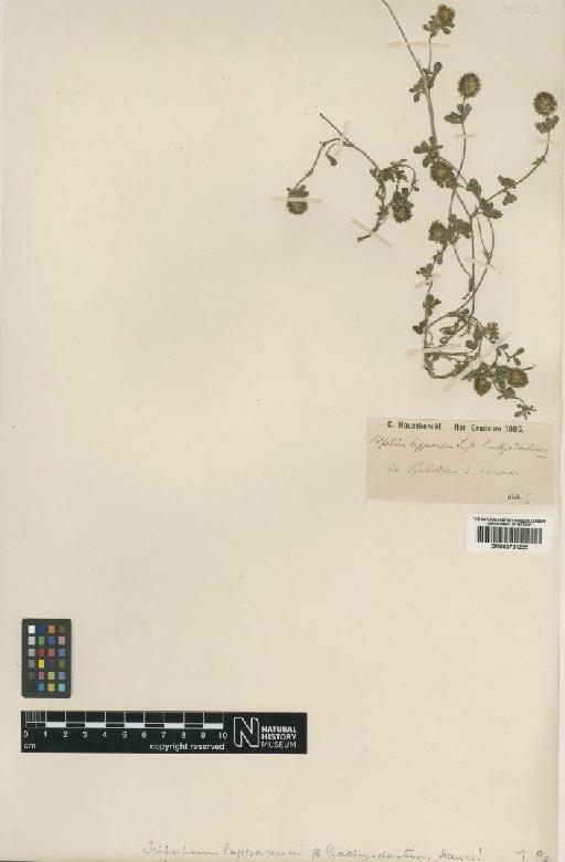 Trifolium lappaceum L. - BM000751235