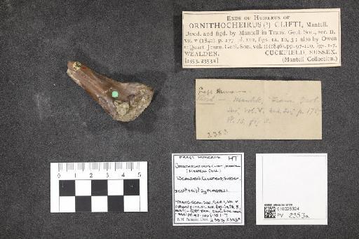 Azhdarchoidea Unwin, 1992 - 010025324_L010092626