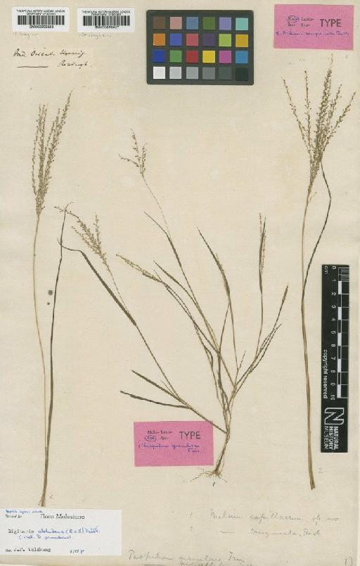 Digitaria abludens (Roem. & Schult.) Veldkamp - BM000959627