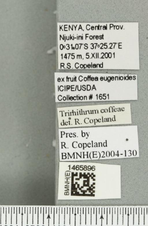 Trirhithrum coffeae Bezzi, 1918 - BMNHE_1465896_label_27173