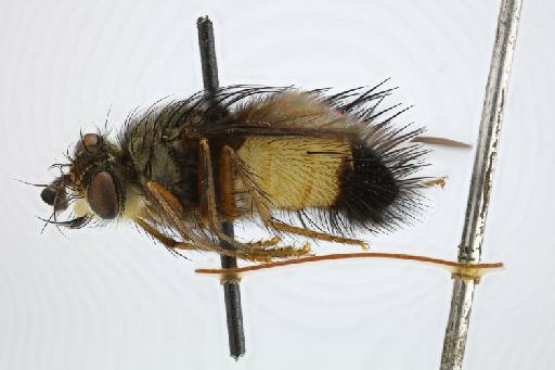 Pseudoxanthozonella similis Townsend, 1931 - Pseudoxanthozonella similis HT lateral