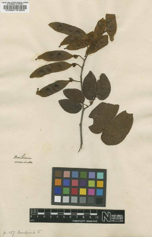 Bauhinia acuminata L. - BM000558716