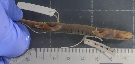 Pseudoeurycea goebeli - 1946.9.6.39-pic3