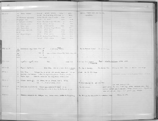 Australomedusa baylii Russell, 1970 - Zoology Accessions Register: Coelenterata: 1964 - 1977: page 49