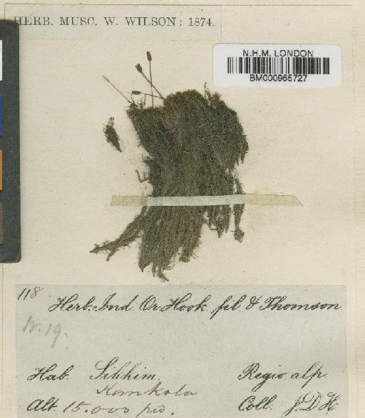 Dicranoweisia alpina (Mitt.) Paris - BM000965727