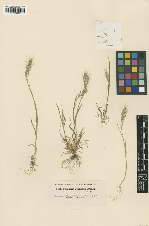 Bromus crinitus Boiss. & Hohen. - BM000959431