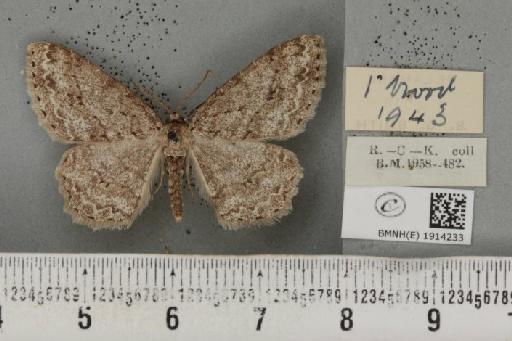 Ectropis crepuscularia ab. delamerensis Buchanan White, 1877 - BMNHE_1914233_a_481972