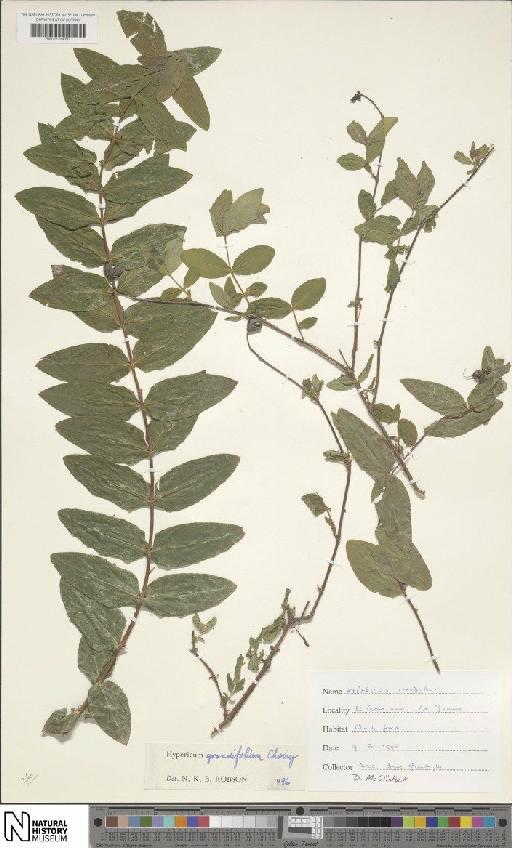 Hypericum grandifolium Choisy - BM001204397