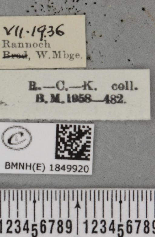 Macaria brunneata (Thunberg, 1784) - BMNHE_1849920_label_423198