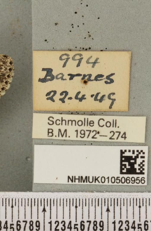 Acronicta rumicis (Linnaeus, 1758) - NHMUK_010506956_label_564596