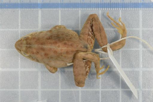 Ptychadena cooperi - 1947.2.1.10_Image001