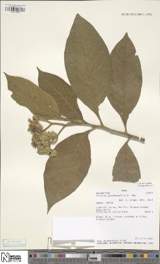 Solanum goodspeedii K.E.Roe - BM001120282